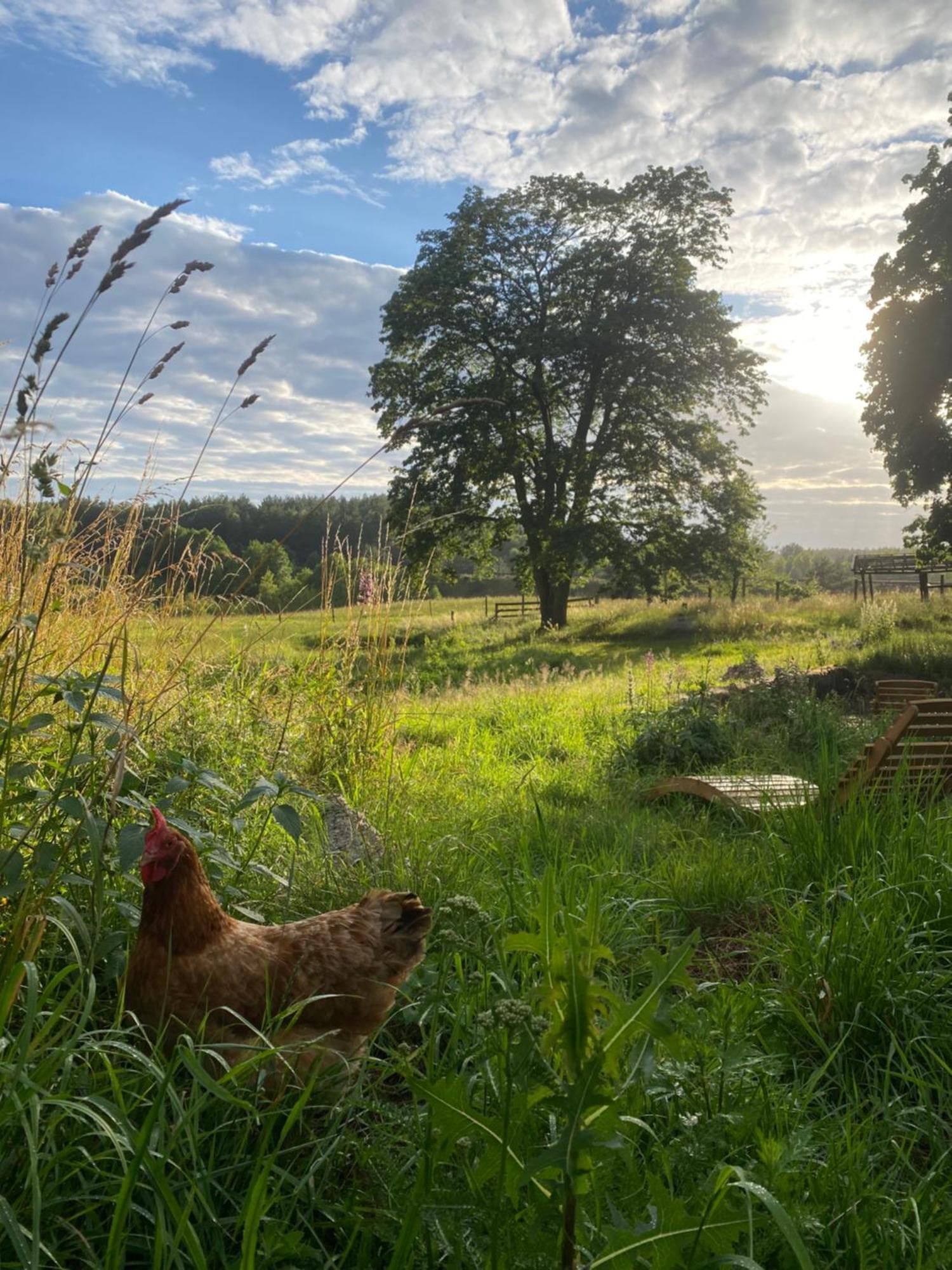 Siedlisko Biale Blota * Skorzewo (Koscierzyna)